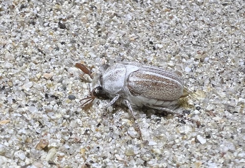 Casey's June Beetle photo 2