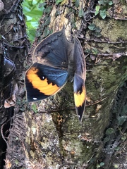Kallima inachus eucerca