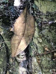 Kallima inachus eucerca