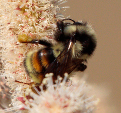 Bombus bifarius