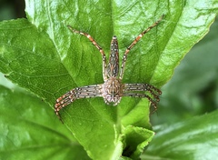 Hamadruas hieroglyphica