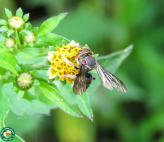 Hypanthidium obscurius
