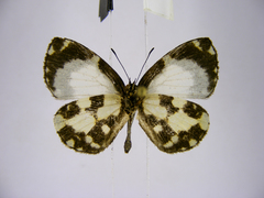 Falcuna orientalis orientalis