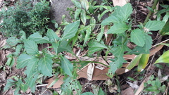 Ocimum carnosum