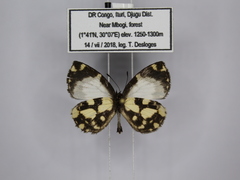 Falcuna orientalis