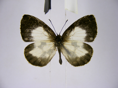 Falcuna orientalis orientalis
