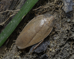 Pseudophoraspis