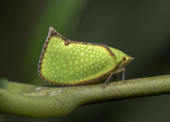 Salurnis marginella