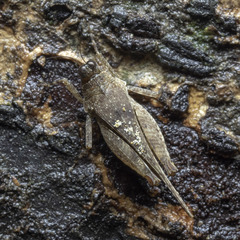 Systolederus cinereus