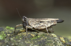 Systolederus cinereus