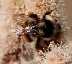 Bombus bifarius