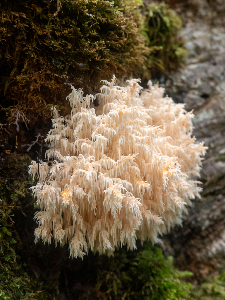 Hericium novae-zealandiae · April 2025 · photo: © hannah_whittall (iNaturalist, cc-by)