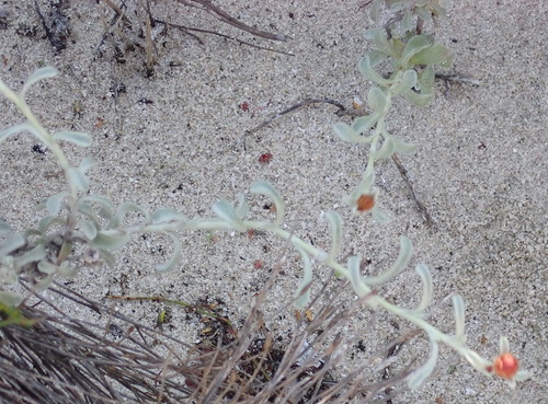 Image of Helichrysum cochleariforme by (c) Nicola van Berkel, some rights reserved (CC BY-SA)