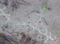 Helichrysum cochleariforme
