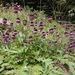 Cirsium purpuratum - Photo (c) Σ64, μερικά δικαιώματα διατηρούνται (CC BY)