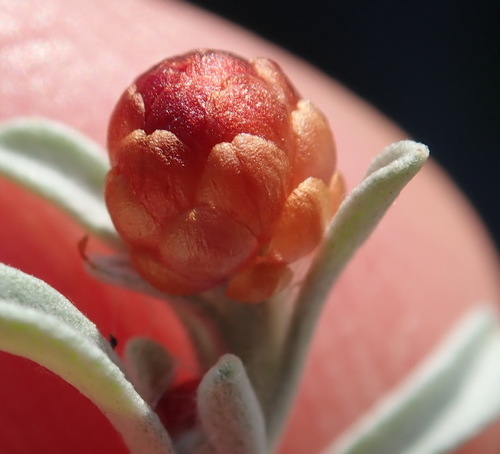 Image of Helichrysum cochleariforme by (c) Nicola van Berkel, some rights reserved (CC BY-SA)