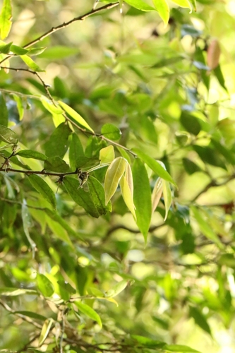 Hong Kong camellia (Camellia salicifolia)