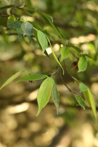 Image of Camellia salicifolia by no rights reserved