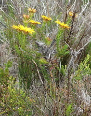 Oedera capensis