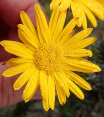 Oedera capensis