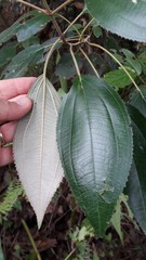 Miconia xalapensis