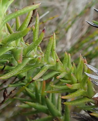 Oedera capensis