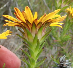 Oedera capensis
