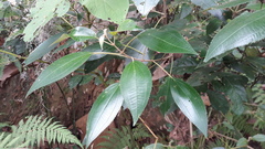 Miconia xalapensis