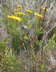 Oedera capensis