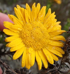 Oedera capensis