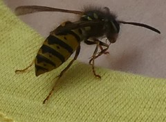 Vespula