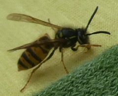 Vespula