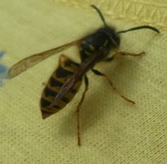Vespula
