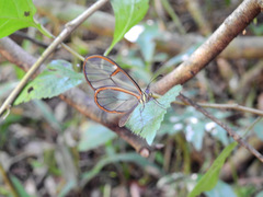 Episcada hymenaea hymenaea