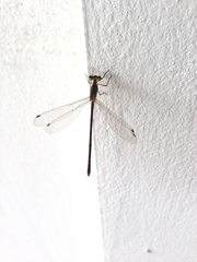 Lestes concinnus