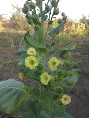 Nicotiana rustica