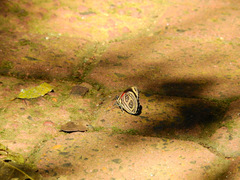 Catagramma pygas thamyras