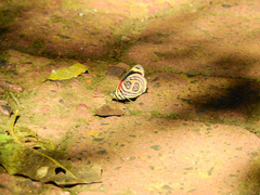 Catagramma pygas thamyras