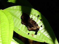 Achlyodes busirus rioja