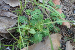 Phyllanthus urinaria hookeri