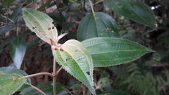 Miconia xalapensis