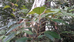 Miconia xalapensis
