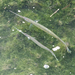 Needlefishes - Photo (c) Ria Tan, some rights reserved (CC BY-NC-ND)