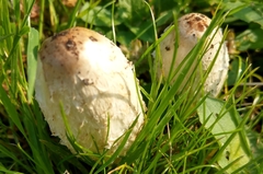 Coprinus comatus
