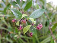 Pittosporum cornifolium