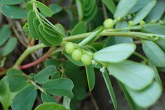 Phyllanthus urinaria hookeri