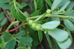 Phyllanthus urinaria hookeri