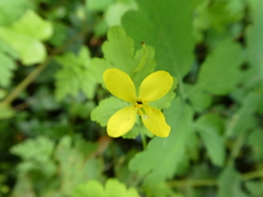 Chelidonium majus