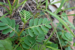 Phyllanthus urinaria hookeri