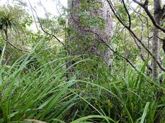 Pittosporum cornifolium